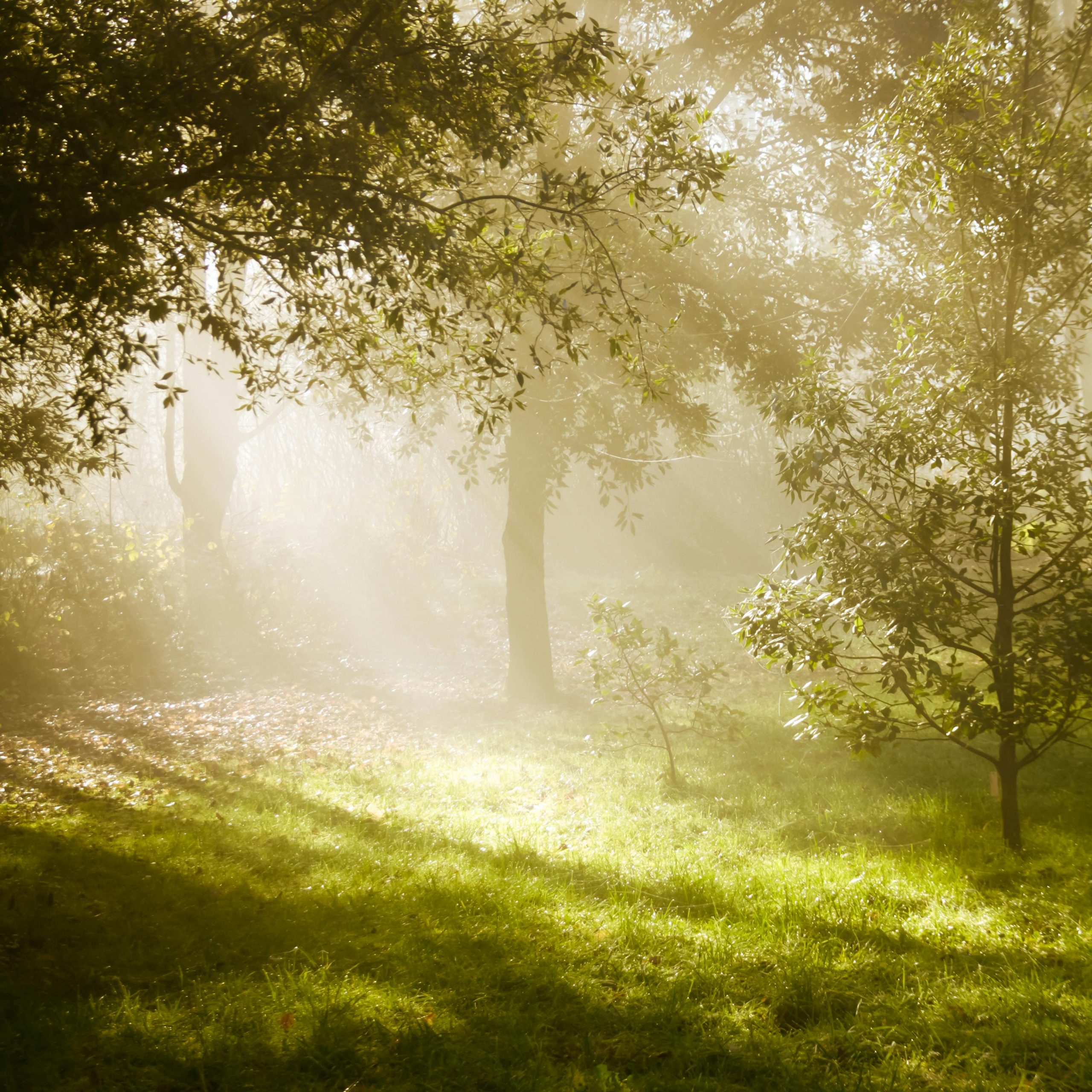Magical morning light filtering through foggy forest in Luxembourg park, creating a serene atmosphere.